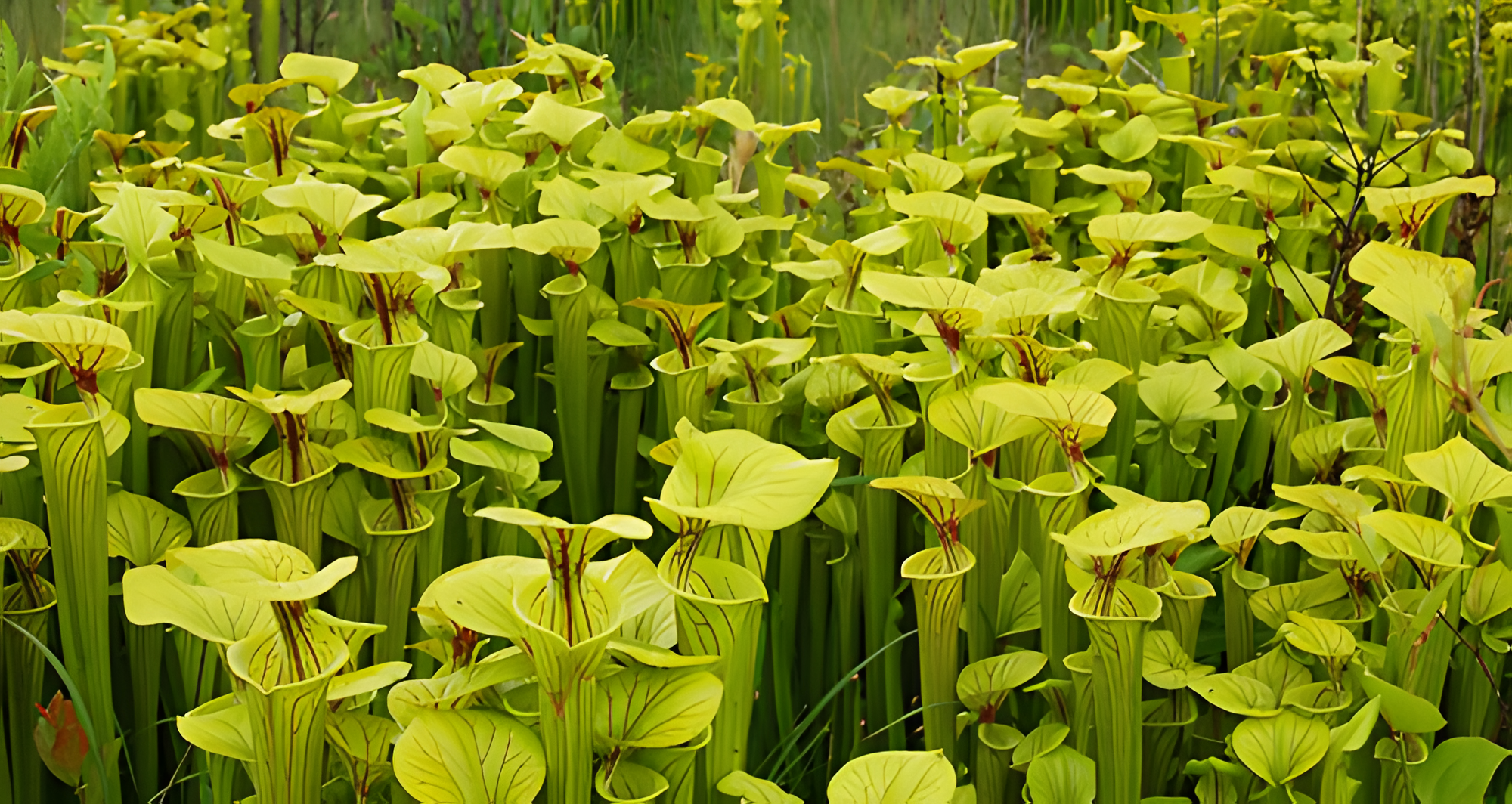 joseph-pines-preserve-07-12-2